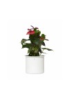 cachepot-aluminio-com-aba-branco-com-flor 