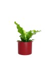 cachepot-aluminio-com-aba-cereja-com-flor 