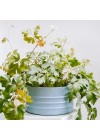 cachepot-aluminio-cuia-friso-azul-ambientado