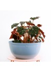 cachepot-aluminio-cuia-liso-azul-ambientado-vista 
