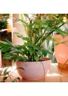 cachepot-aluminio-cuia-liso-rosa-ambientado