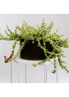 cachepot-aluminio-cuia-reto-preto-ambientado)
