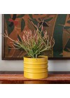 cachepot-aluminio-friso-15cm-amarelo-ambientado
