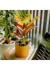 cachepot-aluminio-friso-19cm-amarelo-ambientado