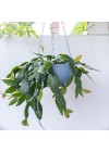cachepot-penduravel-cuia-liso-azul-ambientado