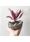 Cachepot Litos Lo - Concreto Natural