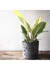 Cachepot Litos Lt - Concreto Cinza Chumbo