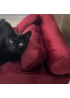 mini-sofa-cama-pet-rotulo