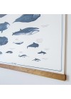 poster-cetaceos-ambientado-detalhe 