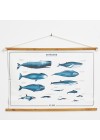 poster-cetaceos-ambientado-frente 