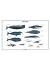 poster-cetaceos-frente 