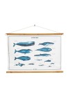 poster-cetaceos 