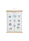 poster-corais 