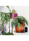 prateleira-papagaio-preta-com-vaso-ambientada-lateral
