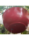 vaso-penduravel-cuia-liso-com-furo-na-base-ambientado-detalhe 