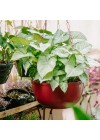 vaso-penduravel-cuia-liso-com-furo-na-base-ambientado-frente 