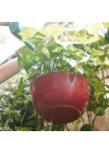 vaso-penduravel-cuia-liso-com-furo-na-base-ambientado 