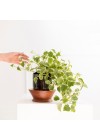 vaso-viena-com-planta