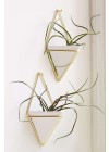 Vaso Trigg