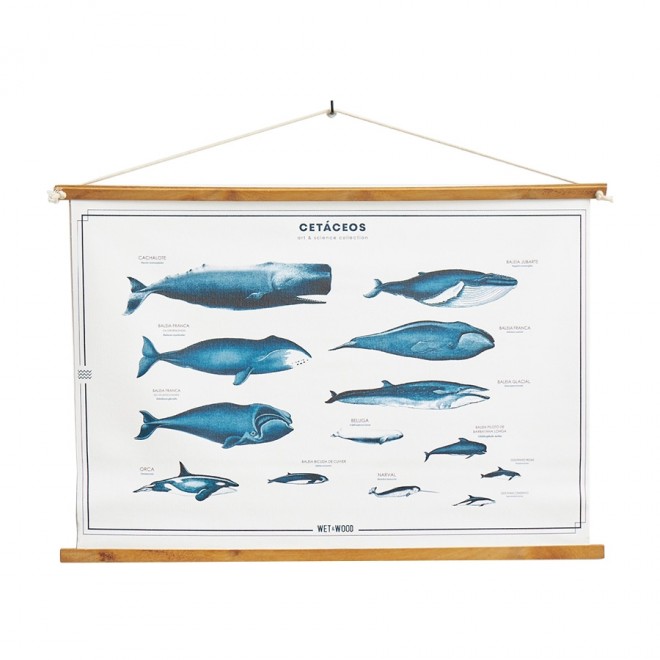 poster-cetaceos 