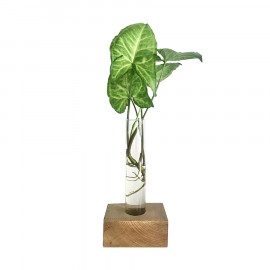 Vaso Tubo